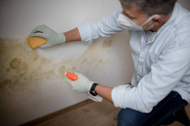 Best Localized Mold Remediation (e.g., coastal areas, humid climates) in Rosedale, CA