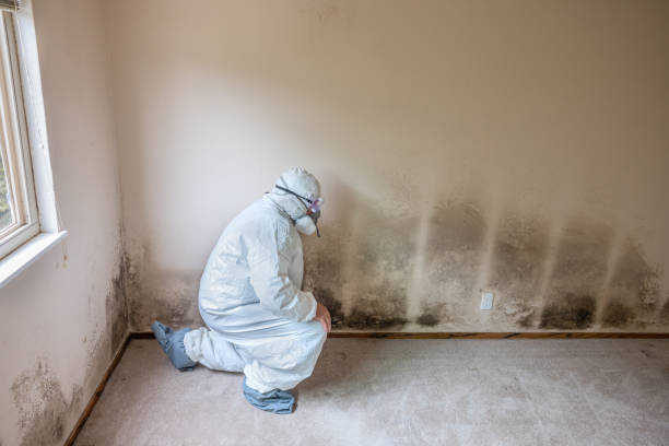 Best Mold Testing and Inspection Services in Rosedale, CA