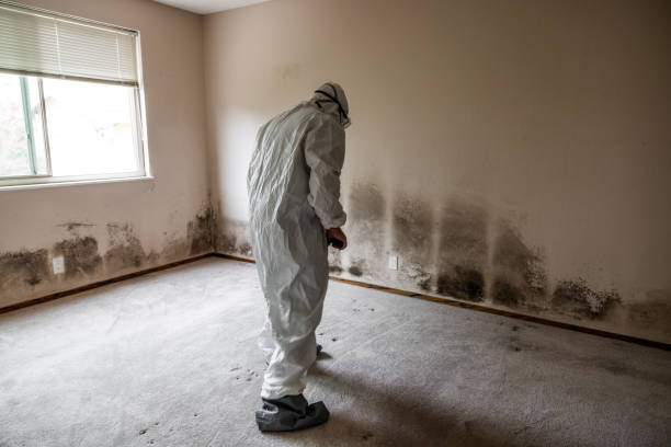 Best Crawl Space Mold Remediation in Rosedale, CA