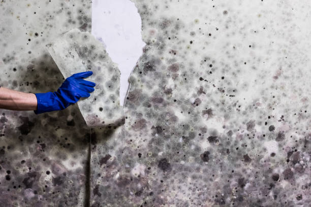 Best Mold Remediation for Schools in Rosedale, CA